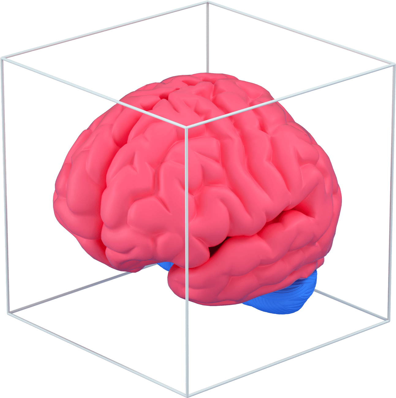 3d brain science biology