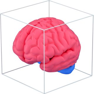 3d brain science biology